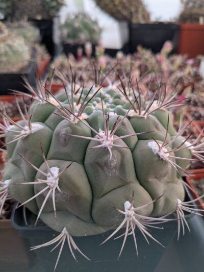 Gymnocalycium zegarrae - Зображення 2