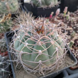 Gymnocalycium cardenasianum JO 604