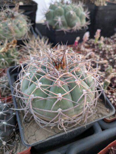 Gymnocalycium cardenasianum JO 604