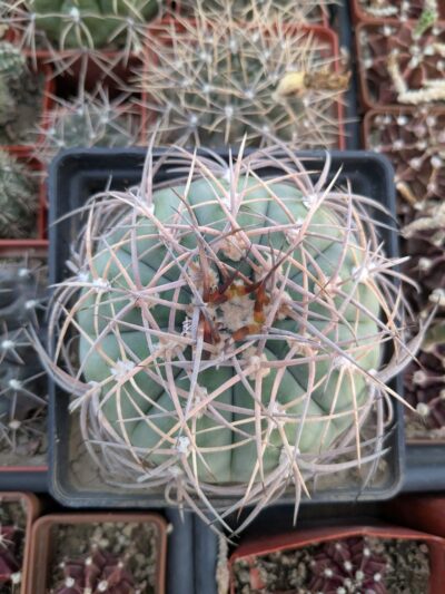 Gymnocalycium cardenasianum JO 604 - Зображення 2