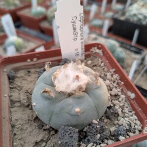 Lophophora williamsii Сушак