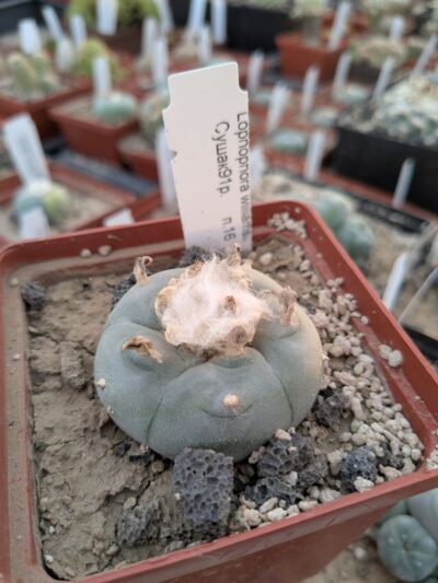 Lophophora williamsii Сушак