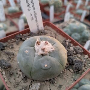 Lophophora williamsii v. texana Керес