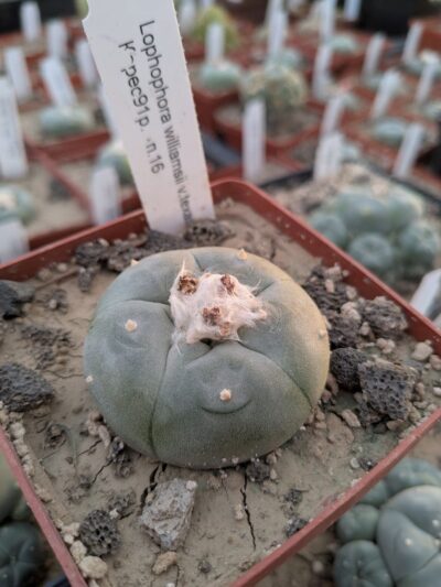 Lophophora williamsii v. texana Керес