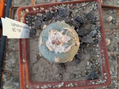 Lophophora viridescens MZ1199 - Зображення 2