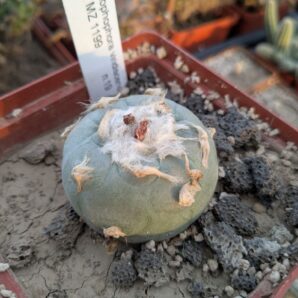 Lophophora viridescens MZ1199