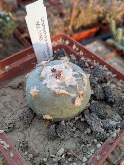 Lophophora viridescens MZ1199