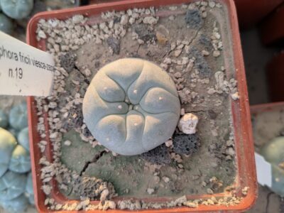 Lophophora fricii Viesca-Zapata - Зображення 2