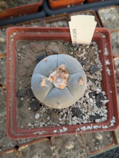 Lophophora decipiens - Зображення 2