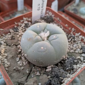 Lophophora fricii San Pedro