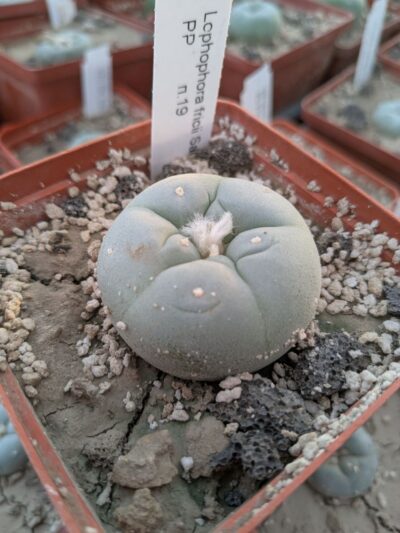 Lophophora fricii San Pedro