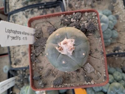 Lophophora williamsii v. texana Керес - Зображення 2