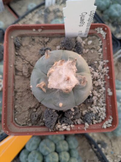 Lophophora williamsii Сушак - Зображення 2