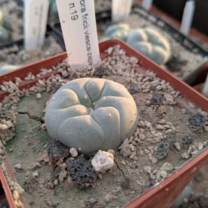Lophophora fricii Viesca-Zapata