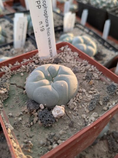 Lophophora fricii Viesca-Zapata