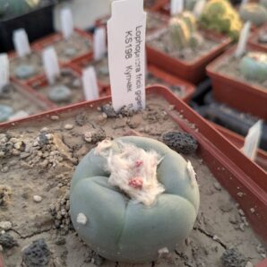 Lophophora fricii gigantea KS198