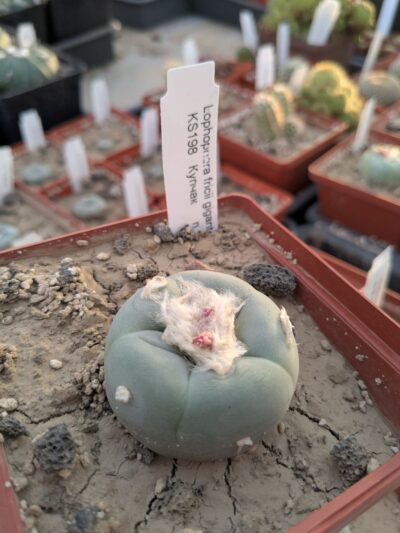 Lophophora fricii gigantea KS198