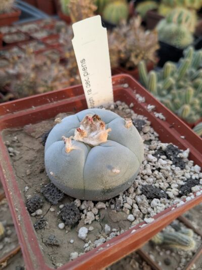 Lophophora decipiens