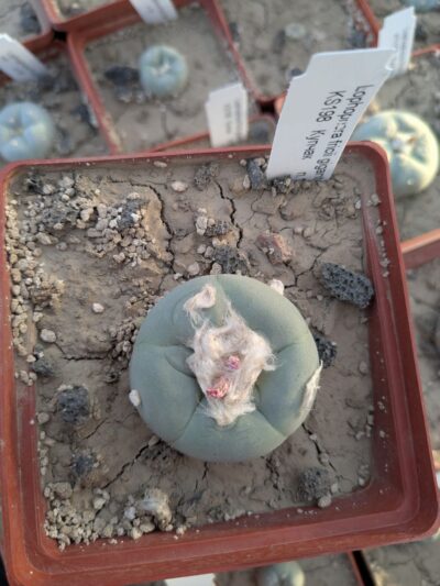 Lophophora fricii gigantea KS198 - Зображення 2