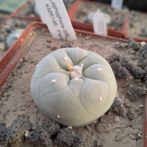 Lophophora diffusa KMR146 Pena Blanca