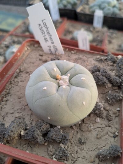 Lophophora diffusa KMR146 Pena Blanca