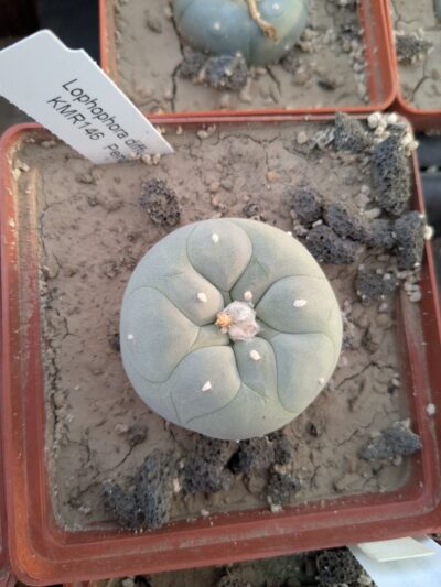 Lophophora diffusa KMR146 Pena Blanca - Зображення 2