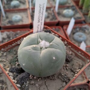 Lophophora diffusa v. swobodae JJH0010296