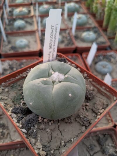 Lophophora diffusa v. swobodae JJH0010296