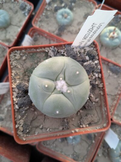 Lophophora diffusa v. swobodae JJH0010296 - Зображення 2