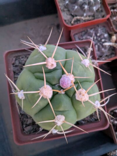 Gymnocalycium horstii - Зображення 2