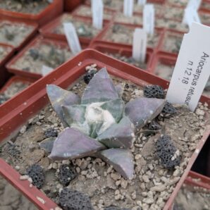 Ariocarpus retusus