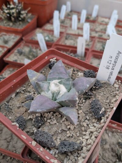 Ariocarpus retusus