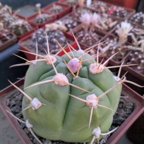 Gymnocalycium horstii
