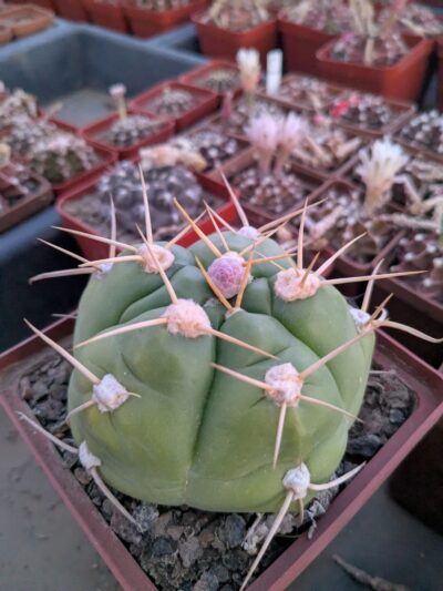 Gymnocalycium horstii