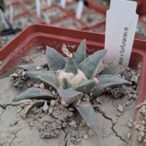 Ariocarpus retusus v. furfuraceus