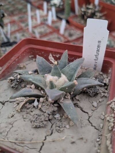 Ariocarpus retusus v. furfuraceus