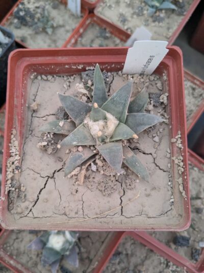 Ariocarpus retusus v. furfuraceus - Зображення 2