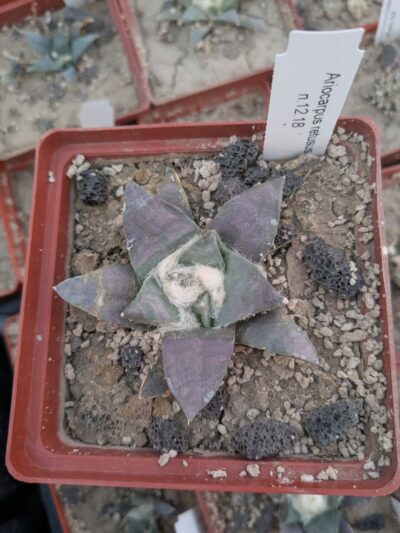 Ariocarpus retusus - Зображення 2