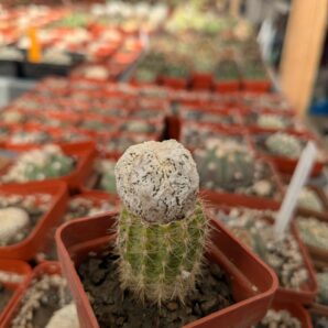 Astrophytum cv. Fukuryu Dinosaur