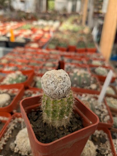 Astrophytum cv. Fukuryu Dinosaur
