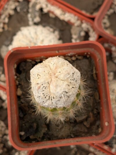 Astrophytum cv. Fukuryu Dinosaur - Зображення 2