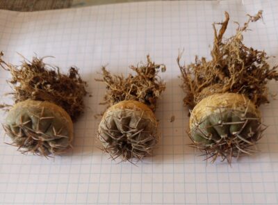Gymnocalycium riojense paucispinum STO 88-121/1 - Зображення 2
