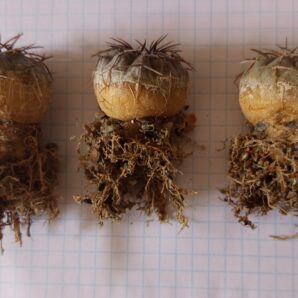 Gymnocalycium riojense paucispinum STO 88-121/1