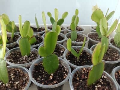 Rhipsalidopsis hatiora (пасхальник) рожевий - Зображення 2
