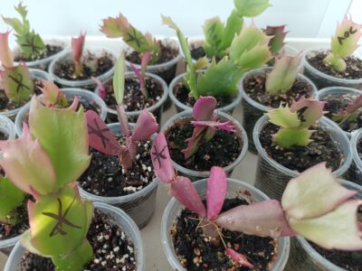 Schlumbergera (різдвяник) червоний - Зображення 2