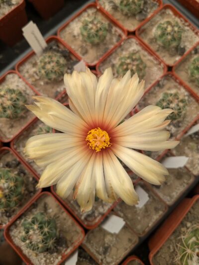 Coryphantha pallida - Зображення 2