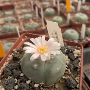 Lophophora williamsii v. texana