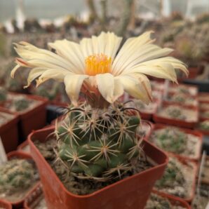 Coryphantha pallida