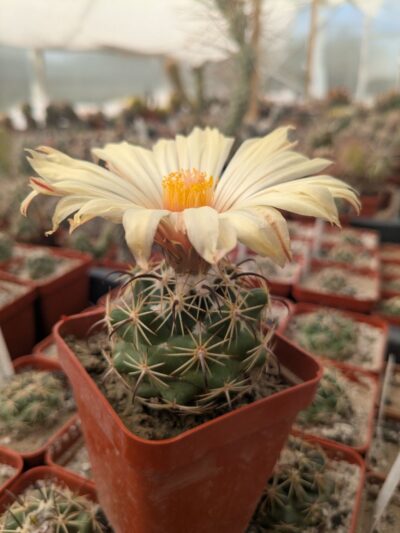 Coryphantha pallida