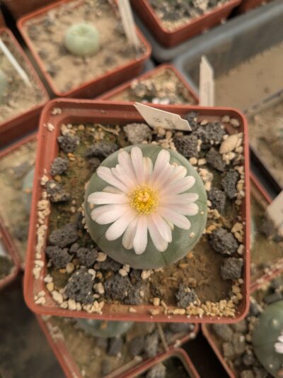 Lophophora williamsii v. texana - Зображення 2
